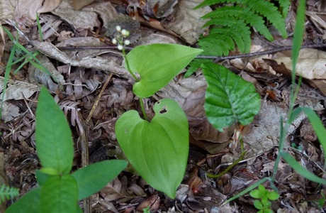 Zweiblättriges Schattenblümchen (Maianthemum bifolium) - © Karoline Kreimer-Hartmann Zweiblättriges Schattenblümchen (Maianthemum bifolium) - © Karoline Kreimer-Hartmann